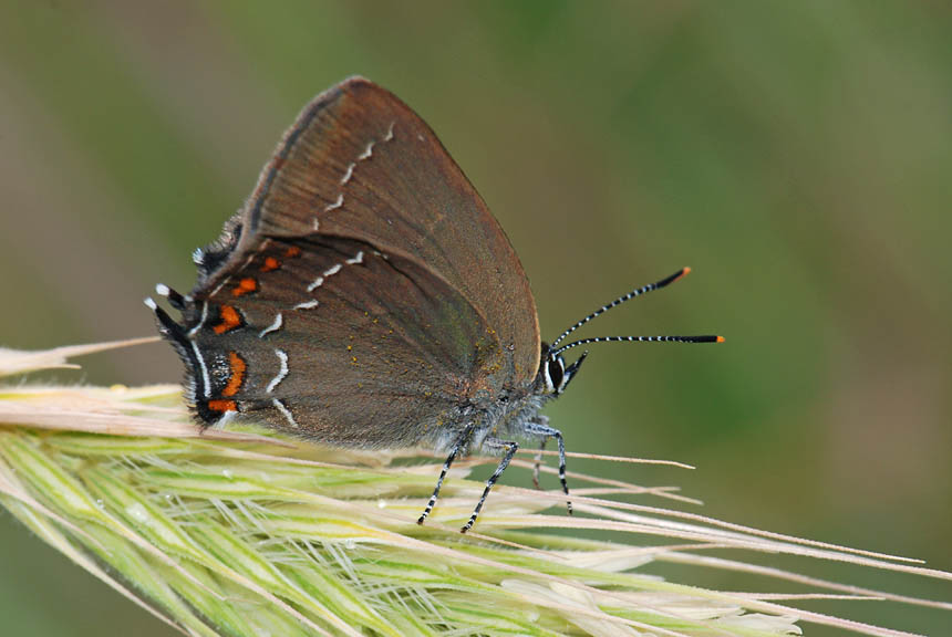 Satyrium ilicis ?